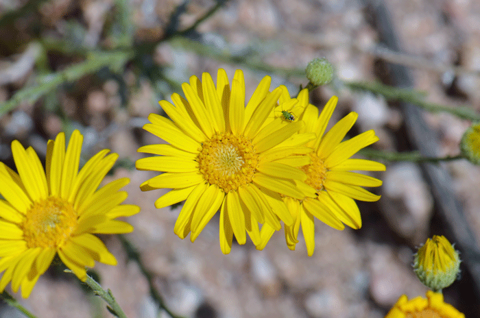 Lacy Tansyaster has bright yellow flowers with both ray and disk florets. Note kissing bug on ray florets. Xanthisma spinulosum